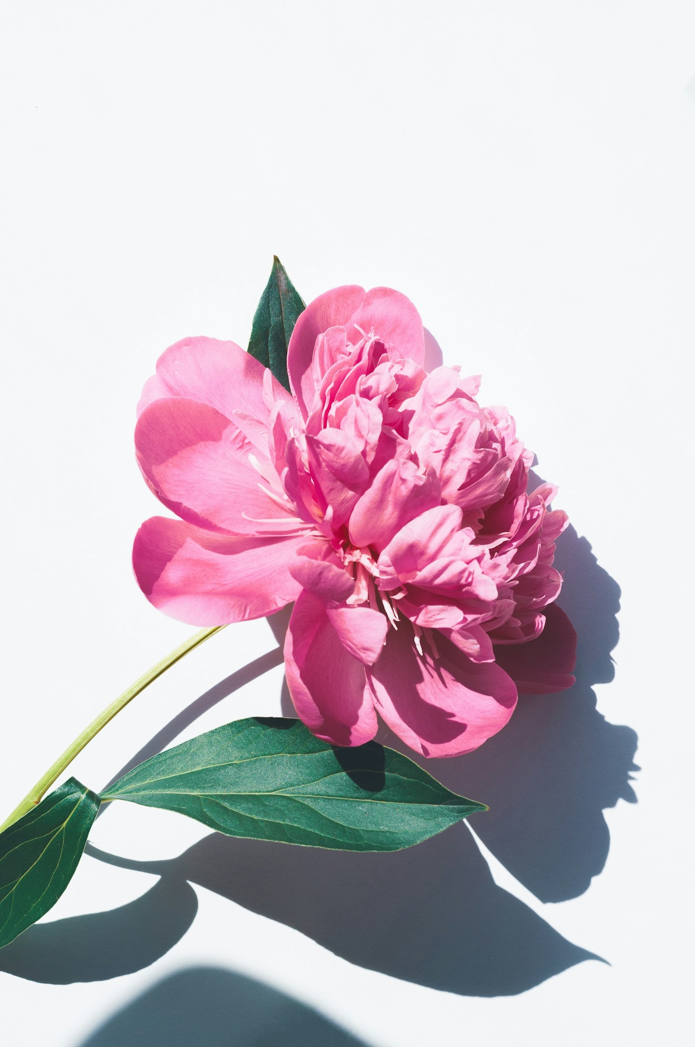 Pivoine rose posée sur fond blanc, avec son feuillage