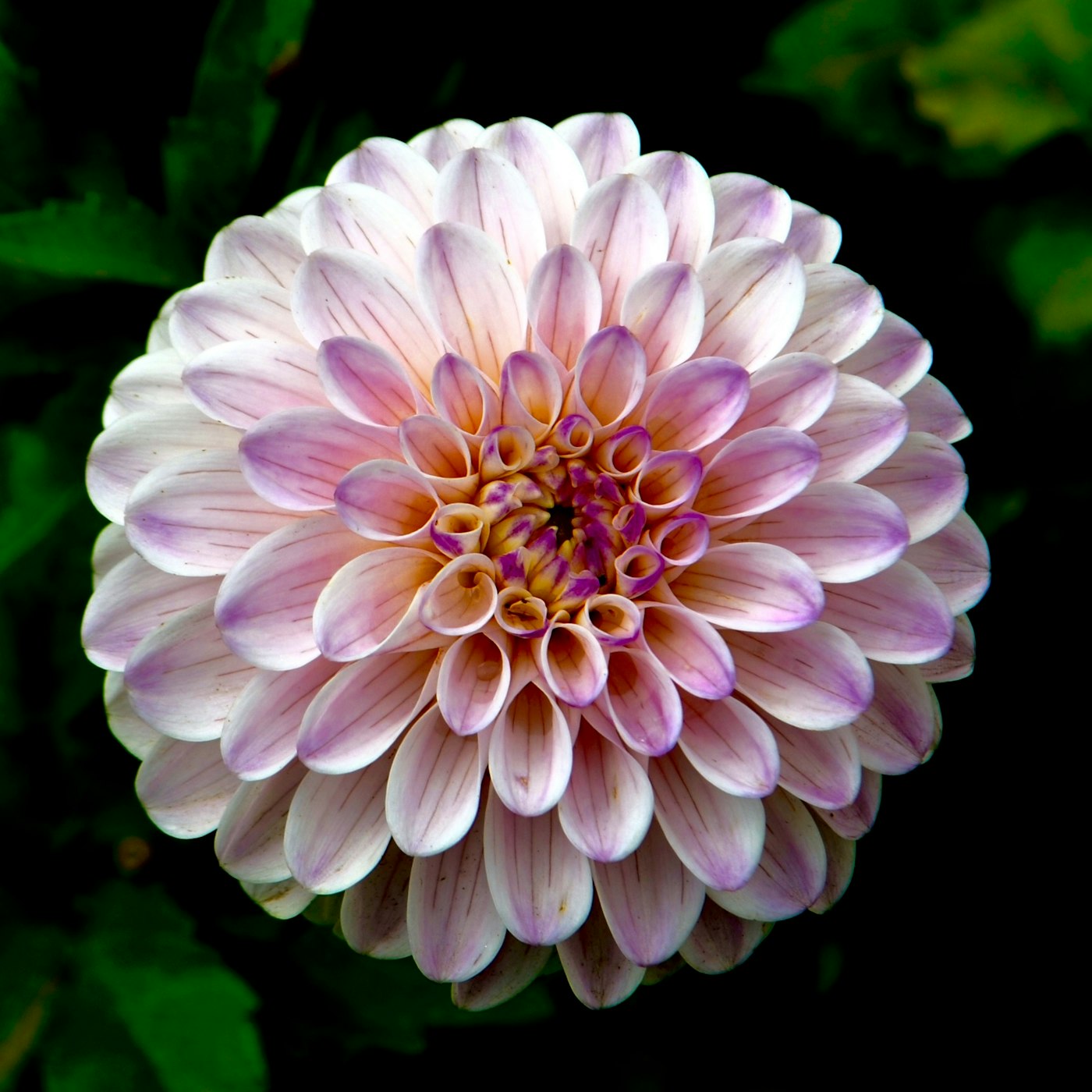 Dahlia rose et blanc en gros plan, sur fond de feuillage sombre